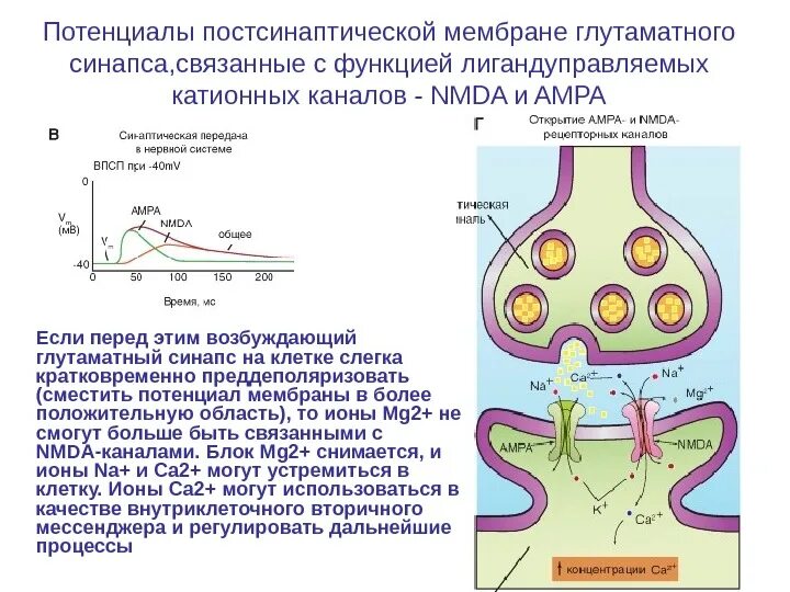 Синапс процесс. Мембранный потенциал на постсинаптической мембране. постсинаптическая мембрана синапса. каналы постсинаптической мембраны. мембрана синапса.