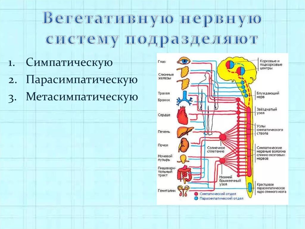 Какие функции регулирует симпатический отдел нервной системы. Парасимпатический отдел вегетативной нервной системы схема. Центры вегетативной нервной системы схема. Схема строения автономной вегетативной нервной системы. Периферический отдел вегетативная нервная система человека.