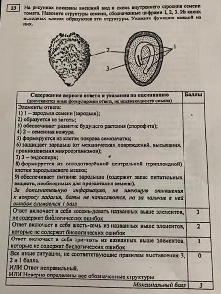 Семя томата строение ЕГЭ. Строение семени ЕГЭ. Строение семени томата. На рисунке представлено строение семени томата и тыквы ЕГЭ. Внутреннее строение семени томата