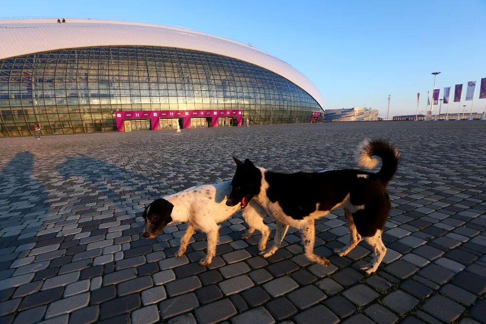 Дог френдли кафе москва. Дог френдли кафе спб. Куда сходить с собакой. Собаки петербурга. Куда сходить с собакой.