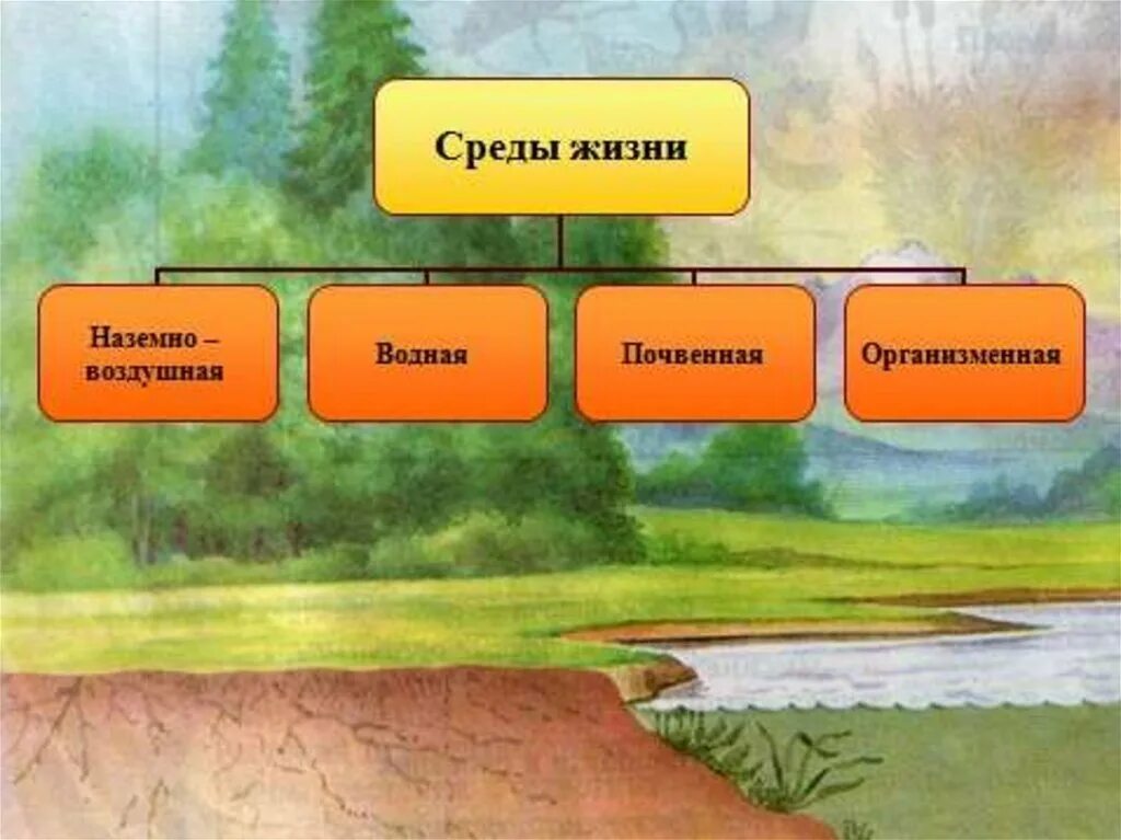 Какие среды живых организмов вы знаете. Среды жизни. жизнь и еда. среда обитания. среды жизни организмов.