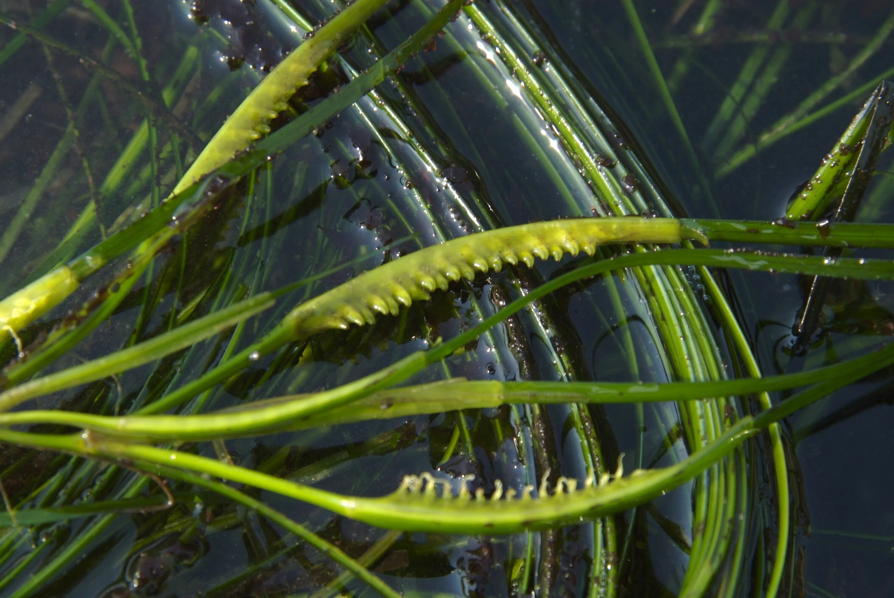 Лошадиная водоросль. Зостера (Zostera Marina). Филлоспадикс водоросль. Зостера цветет. Зостера морская водоросль.
