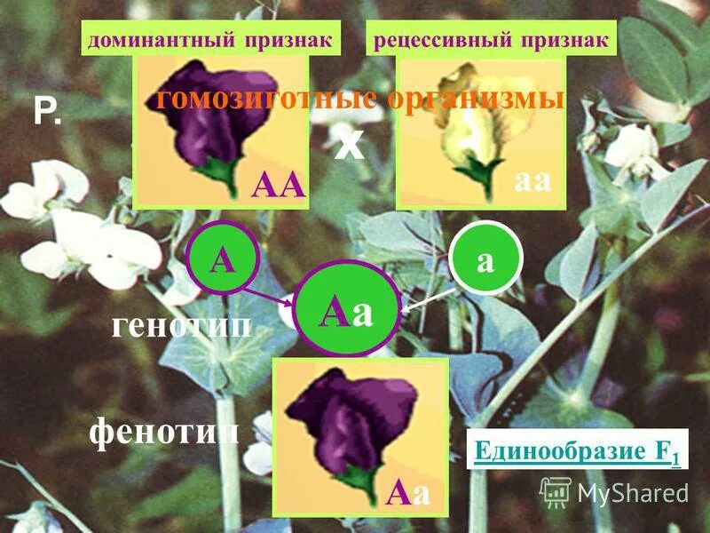 бомбейский феномен. фенилкетонурия тип наследования аутосомно. рецессивный генотип. наследование признаков по аутосомно-рецессивному типу. эпистаз группы крови.