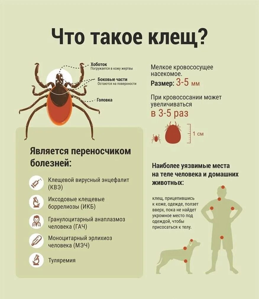 Является переносчиком клеща заболевание. Клещевой энцефалит переносчики инфекции. Клещ Энцефалитный переносчик. Иксодовые клещи боррелиоз. Клещевой боррелиоз переносчик.