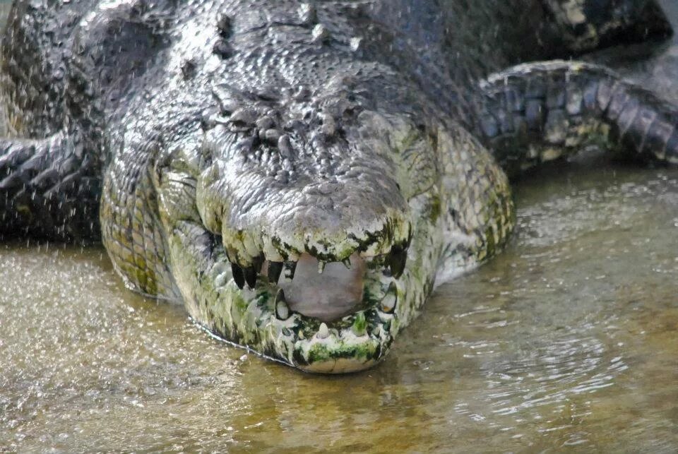 Лолонг. Крокодил Лолонг. Гребнистый крокодил Лолонг.