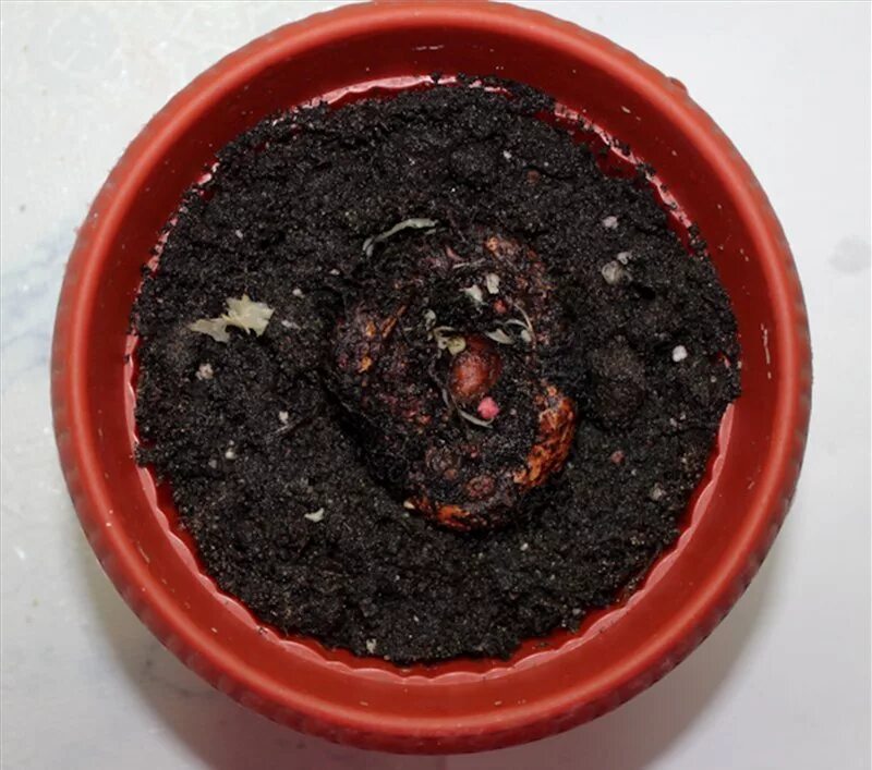 Бегония клубневая посадка клубня в горшок. Бегония клубневая прорастание. Бегония клубневая попурри. Посадить клубневую бегонию. Посадить клубневую бегонию.