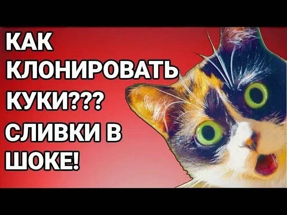 Создать куки. Куки сливки шоу. куки сливки шоу лайфхаки. slivki show кот. сливки шоу кот куки порода.