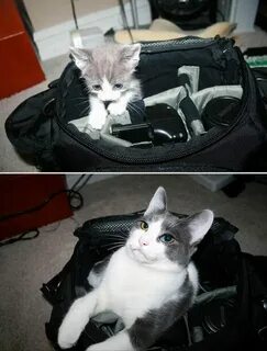 Котята становятся сильнее
