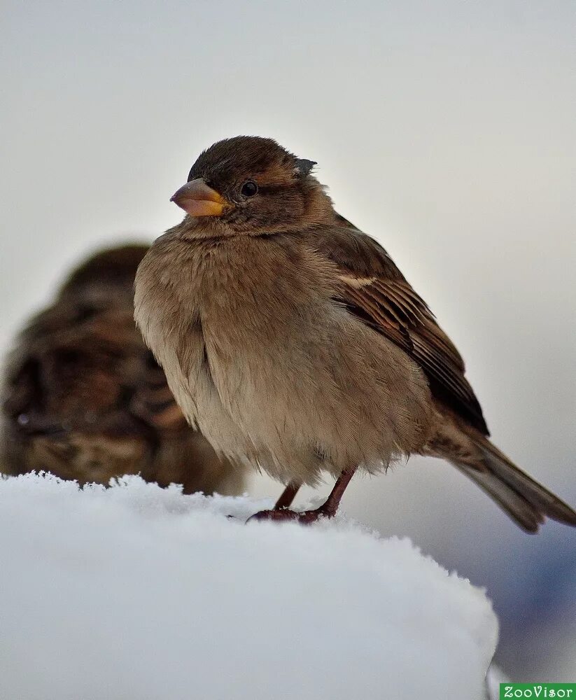 воробьи. зимняя птичка похожая на воробья. птичка зеленушка обыкновенная. зимние птицы похожие на воробьев. певчие воробьиные вьюрковые.