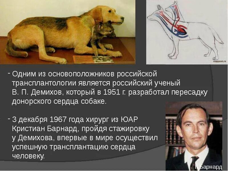 Какие органы пересадили собаке собачье сердце. Демихов двухголовая собака. Красная звезда питомник служебных собак. Двухголовая собака владимира демихова. Какие органы пересадили собаке собачье сердце.