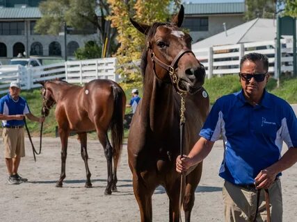 Horse sale