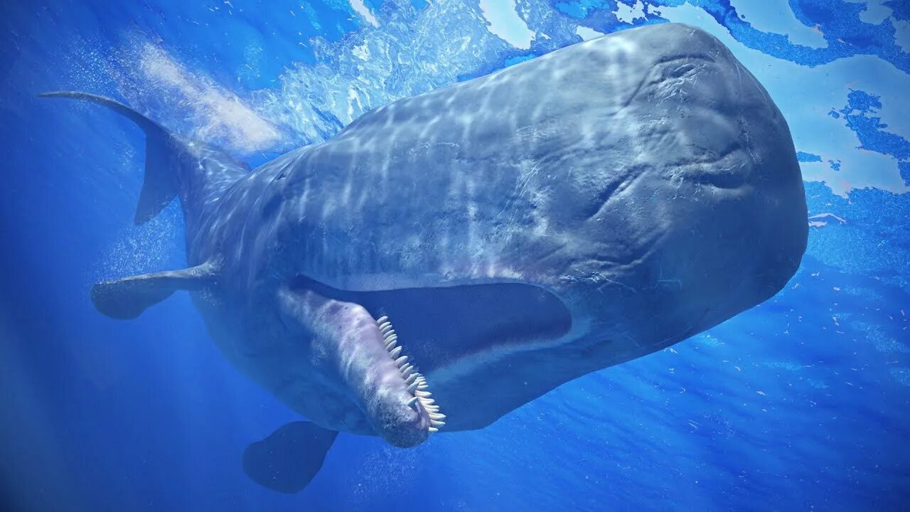 Крупнейший хищник на земле. Китообразные Кашалот. Кашалот это зубатый кит. Кит Кашалот фото. Rfrfkjn.