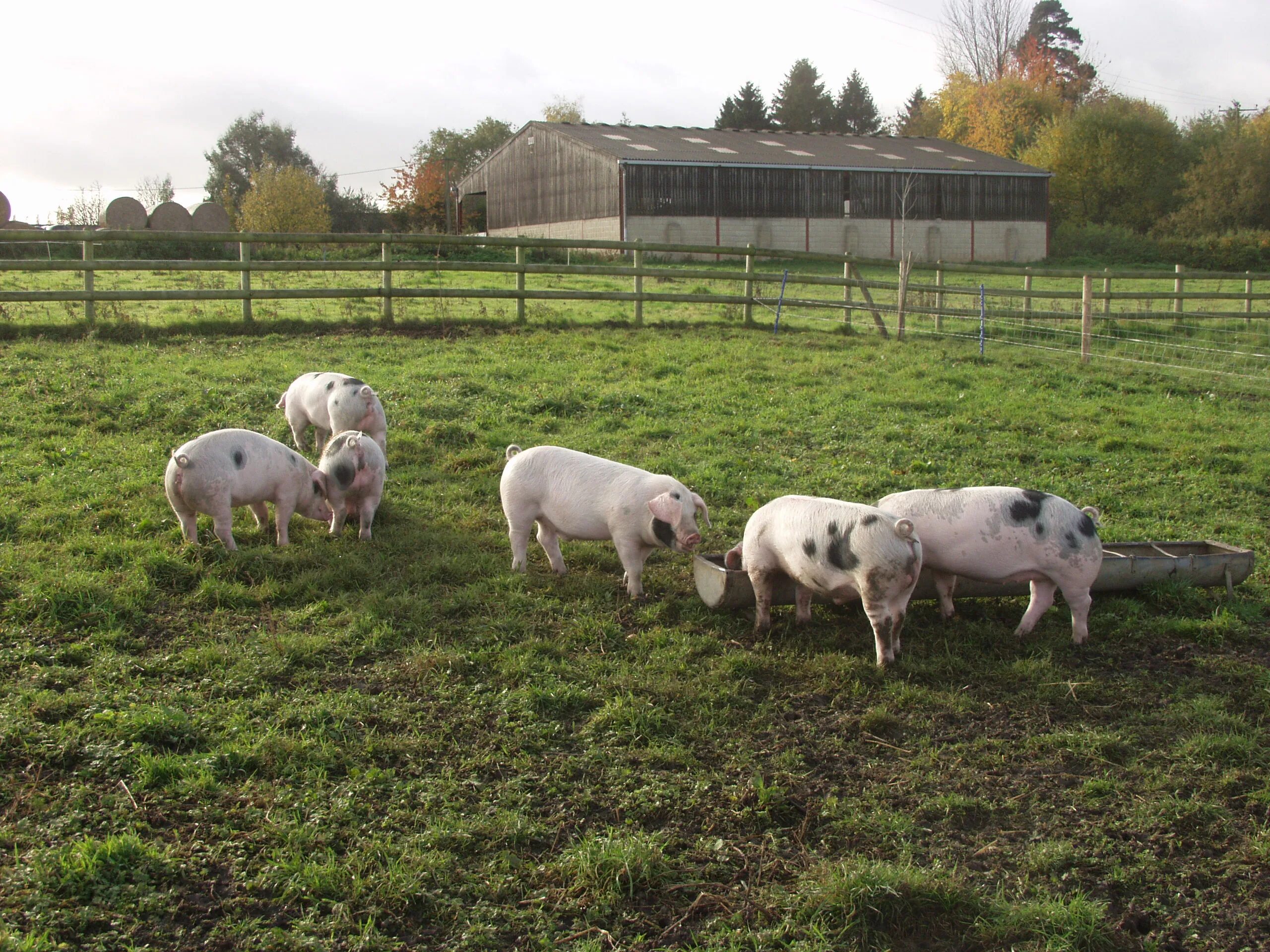 современный свинарник. фермы со свиньями. свиньи на ферме. свинарник. свина ферма.