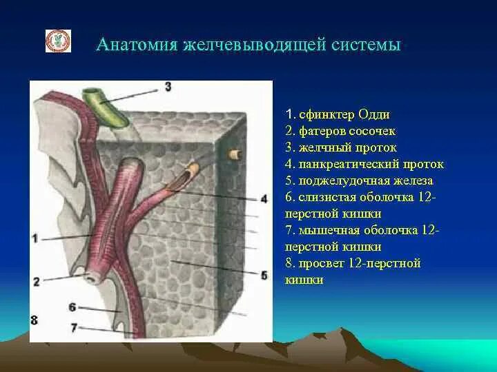 Одди желчного пузыря. Сфинктер Люткенса и Одди. Сфинктер Мирицци расположение. Желчный пузырь сфинктер Одди анатомия. Сфинктер Одди топография.