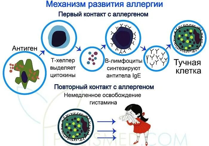 Аллерген контакты. Механизм возникновения аллергической реакции схема. Механизм действия аллергической реакции. Механизмы развития аллергических реакций кратко. Причины возникновения аллергических реакций.