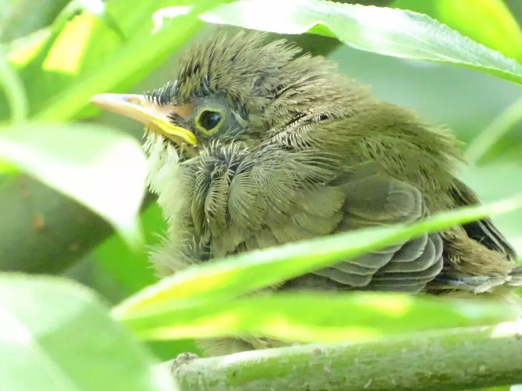 пеночка пересмешка гнездо. птица турако бананоед. зеленый птенец. пеночка-весничка птенец. птица камышовка болотная птенец.