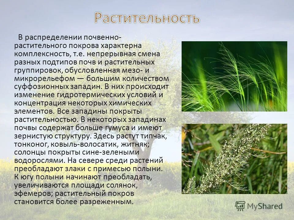 Примеси полыни. Полынь обыкновенная. Полынь обыкновенная ареал. Полынь обыкновенная (чернобыльник). Примеси полыни.