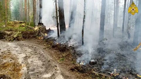 Пожар в лесном массиве