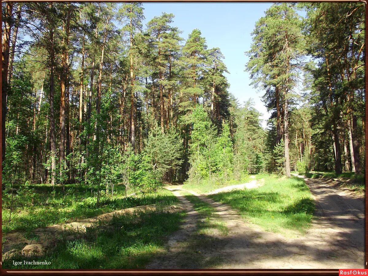 мещерский лес рязанская область. сосновый лес солотча. тырново пьяный лес. солотча мещера лес. сосновый бор мещеры.