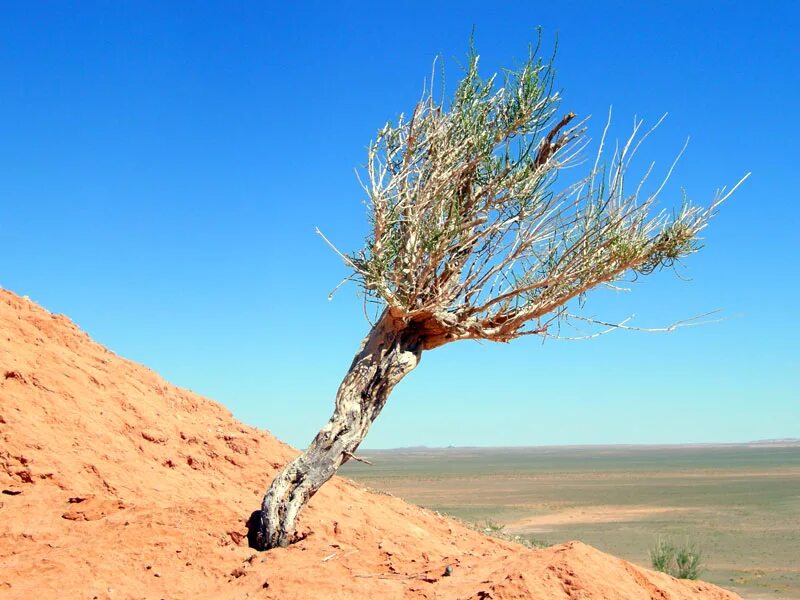 Саксаул где растет природная зона. Саксаул Зайсанский. Саксаул растение. Саксаул дерево пустыни. Сахара саксаул.