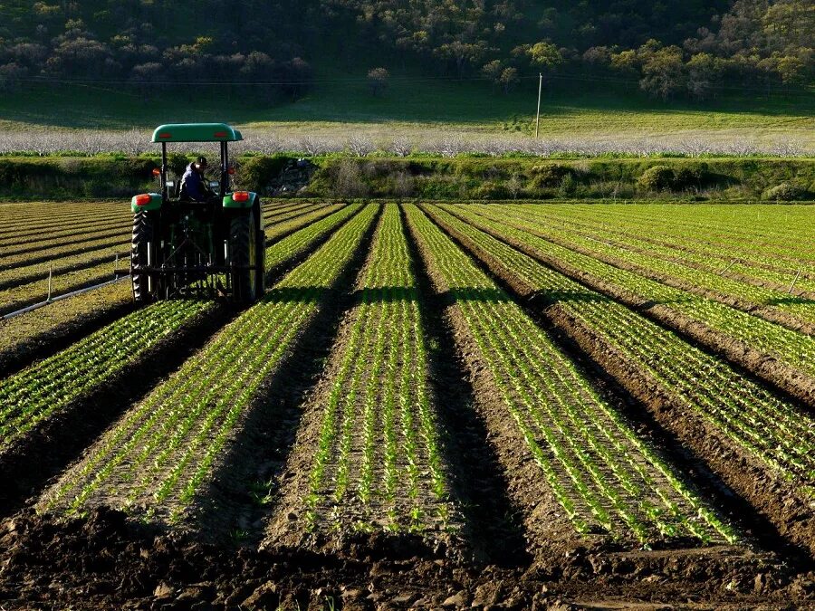 Замшеделие. Развитое земледелие. Зрошувальне землеробство. Развитое земледелие. Альтернативное земледелие.
