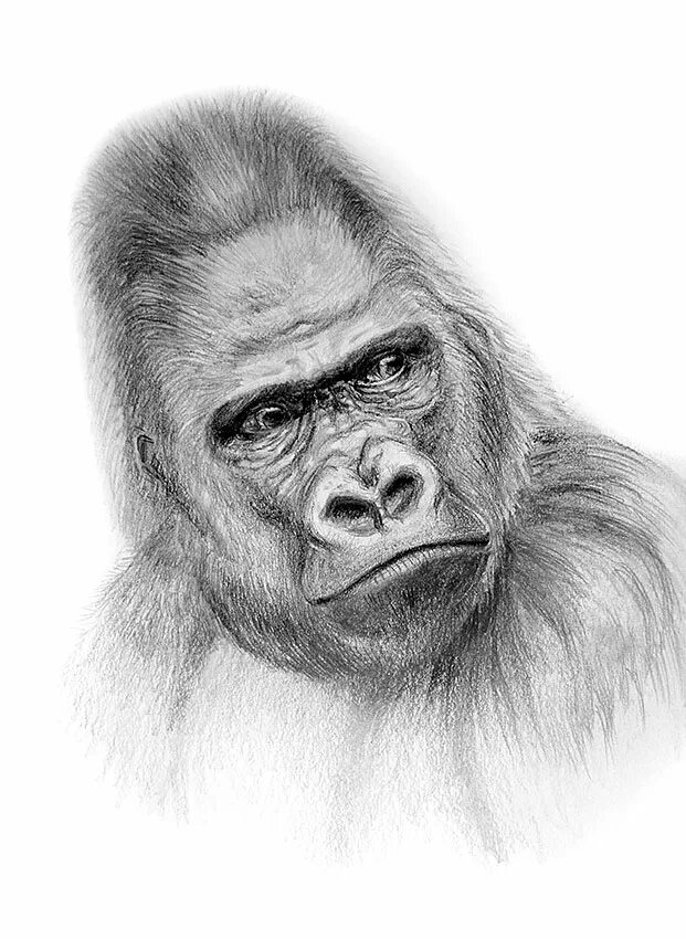 Рисунок обезьяны карандашом. Обезьяна карандашом. Обезьяна рисунок карандашом. Шимпанзе карандашом. Рисунок бебезяны карандашем.