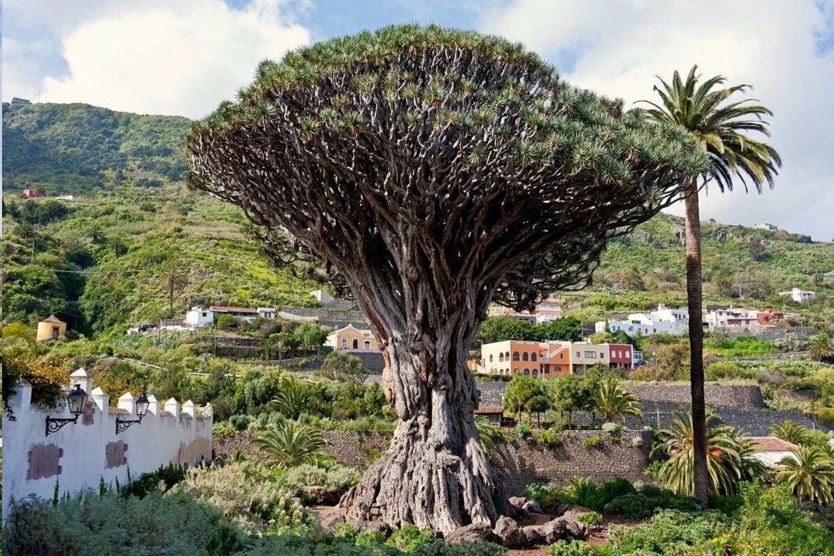 Редкое дерево растущее. Драконовое дерево на Тенерифе. Драконовое дерево на острове Тенерифе. Драконовое дерево в Испании. Драцена Сокотра.