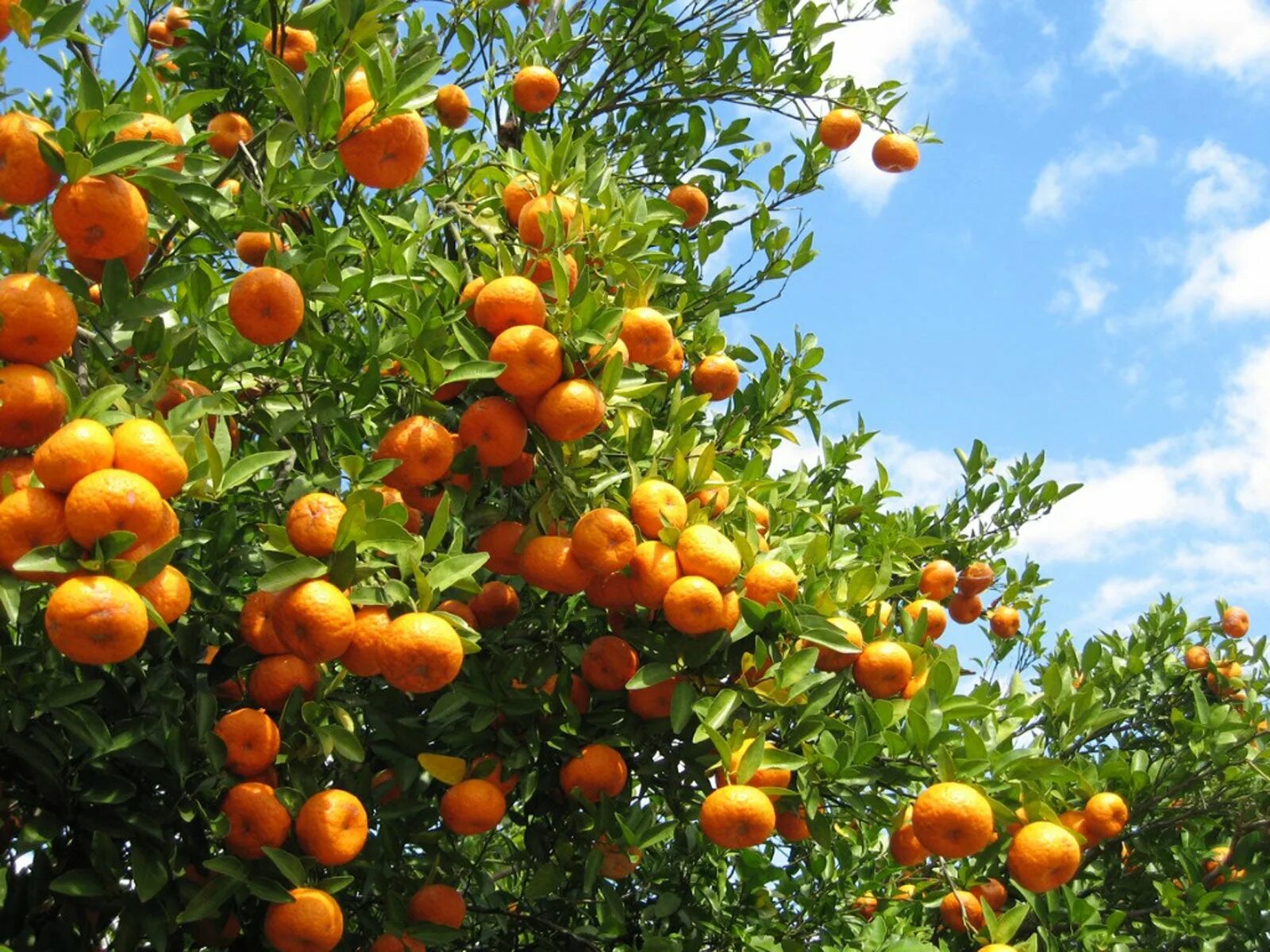 Мандаринов лес. Абхазия апельсиновая роща. Мандарин дарахти. Мандариновые плантации в Абхазии. Апельсиновая плантация Флорида.