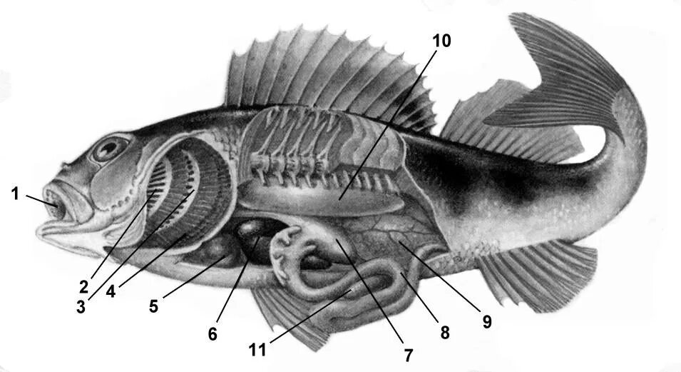 Строение костистой рыбы окуня. Внутреннее строение костистой рыбы. Внутреннее строение окуня окуня. Внутреннее строение костистой рыбы окуня. Внутреннее строение карася
