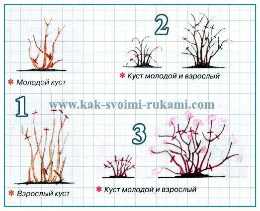Обрезка жасмина осенью для начинающих на зиму. Обрезка чубушника весной схема. обрезка чубушника весной формирование. обрезка жасмина формирование куста. чубушник как формировать куст.
