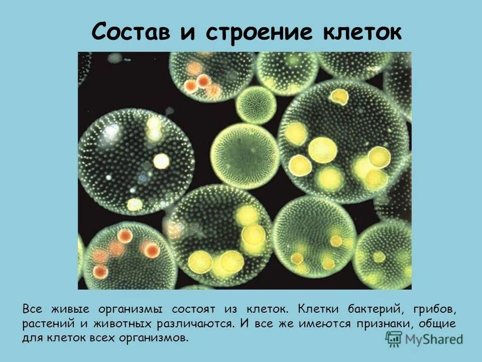 Большинства бактерий и грибов. Организм состоит из клеток. Клетка живого организма. Клетки всех живых организмов. Из чего состоят живые организмы.