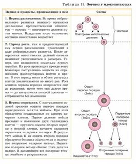 Сопровождается образованием полярных телец