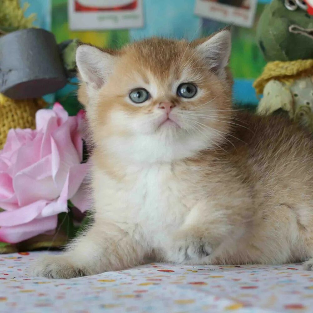 Кот 2 цена