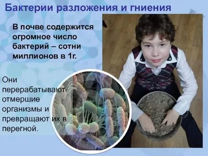 Наибольшее количество микроорганизмов содержится