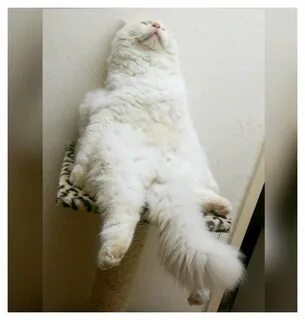 Кот вялый лежит