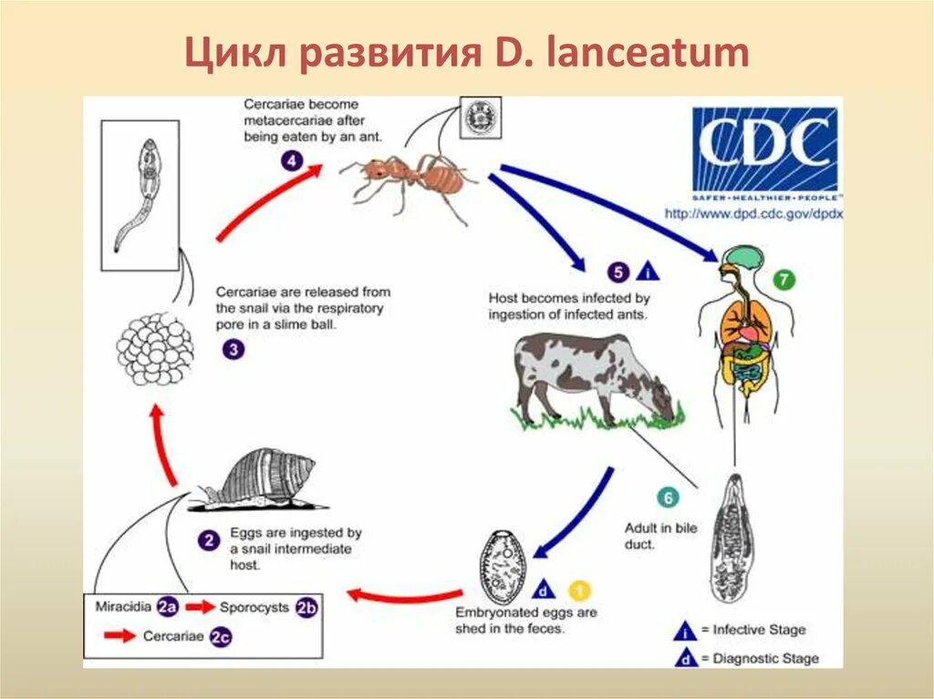 Ланцетовидная двуустка жизненный цикл. Дикроцелиум ланцеатум жизненный цикл. Ланцетовидный сосальщик цикл. Ланцетовидный сосальщик жизненный цикл.