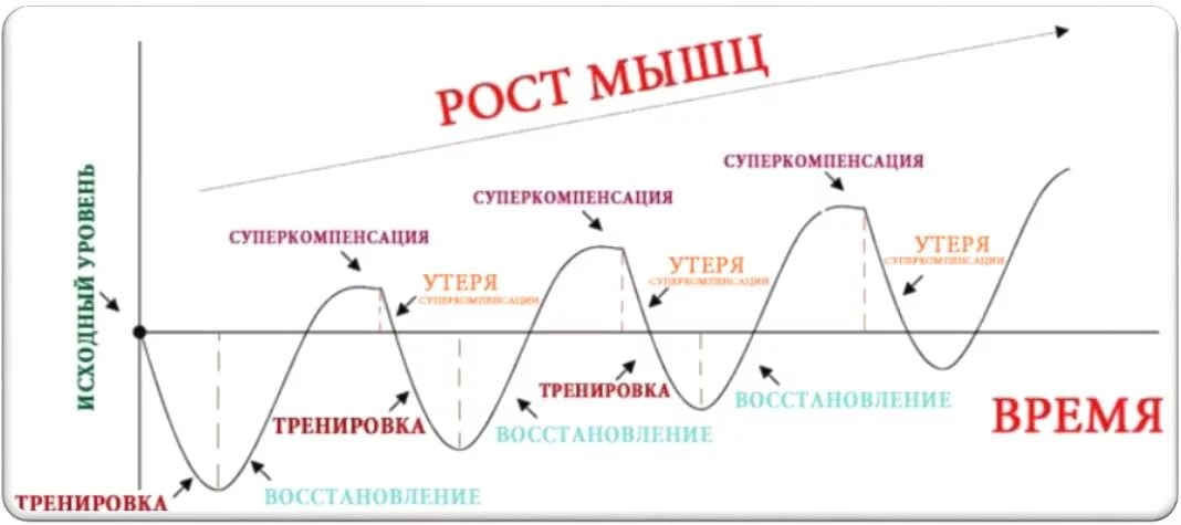 Через сколько восстанавливается цикл. Фаза суперкомпенсации. График восстановления мышц. Фаза суперкомпенсации в спорте. Фазы восстановления мышц.