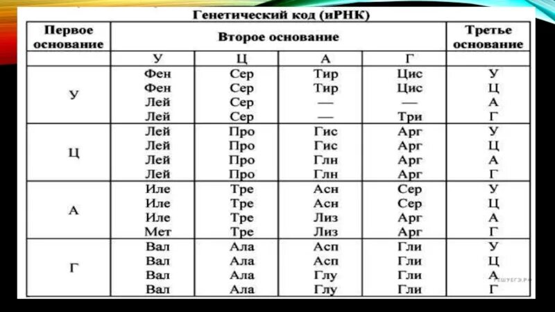 Таблица генетического кода РНК по биологии. Генетический код ДНК И РНК таблица. Таблица для решения задач по молекулярной биологии. Таблица генетического кода и-РНК. Ала арг гис