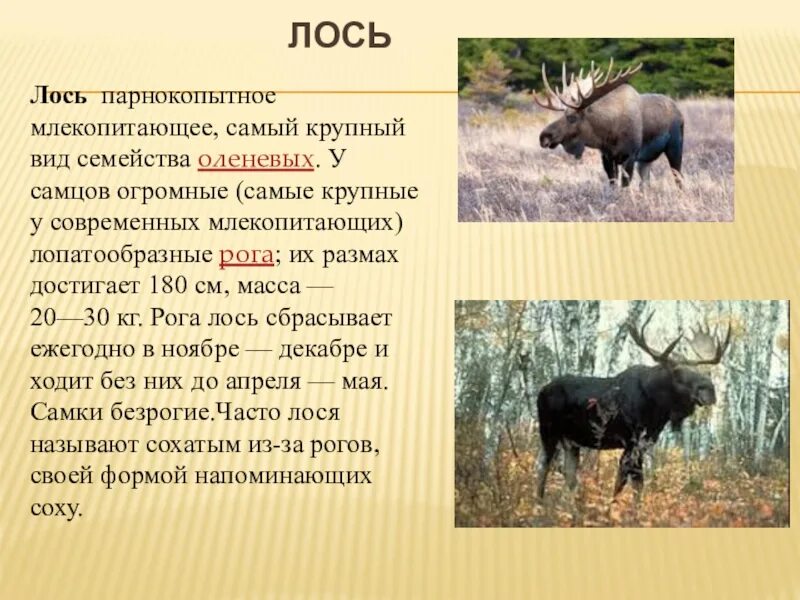 Проект лось