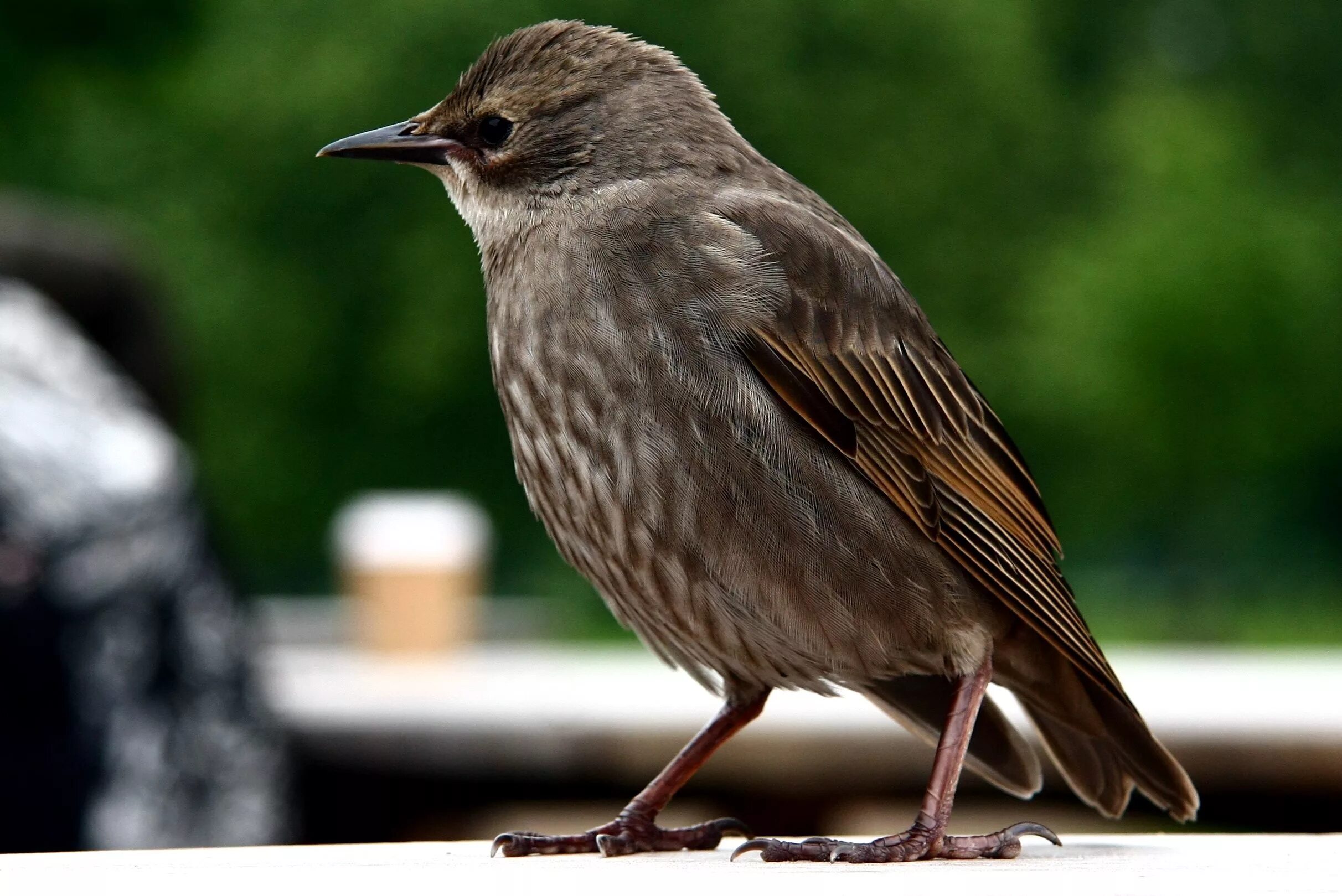 Коричневой серая птичка. Серая птичка скворец. Хохлатый Дрозд. Sturnus vulgaris. Estornino.