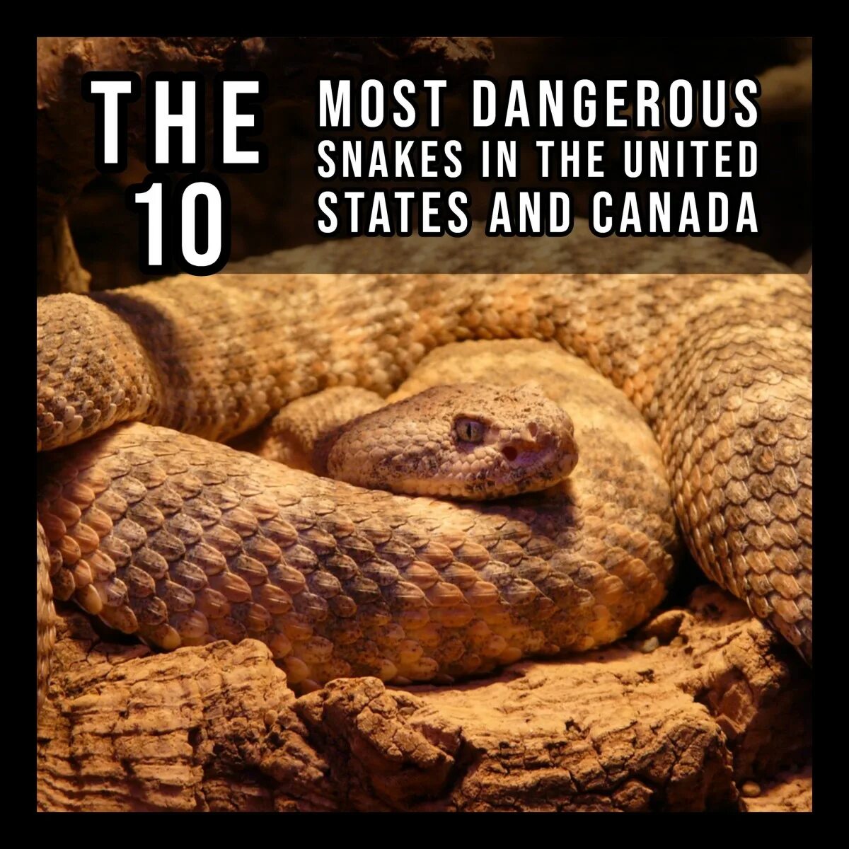 Snakes are dangerous. Гремучая змея. Гремучие змеи. Самая смертоносная змея в мире.