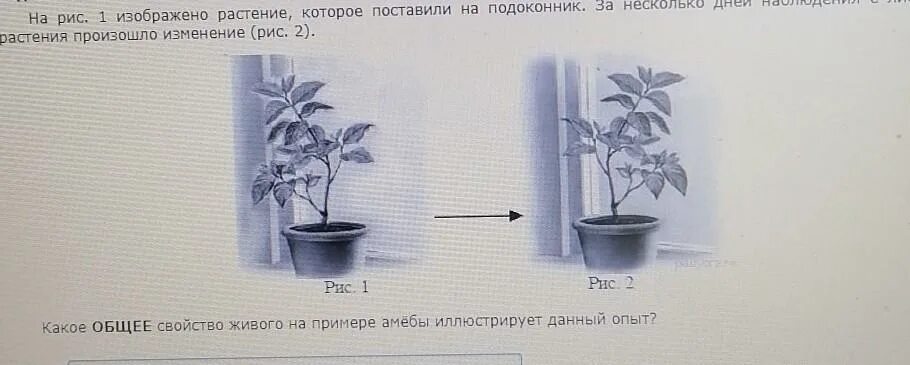 В изображенном на рисунке опыте тюльпан. Какое свойство живых объектов иллюстрирует данный рисунок листья. Какое общее свойство живых систем иллюстрирует данный цветок. Какое свойство живого иллюстрирует данный рисунок листики. ОГЭ биология картинка цветок на подоконнике.