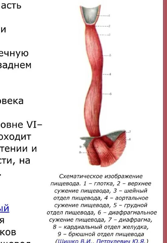 длина пищевода взрослого человека
