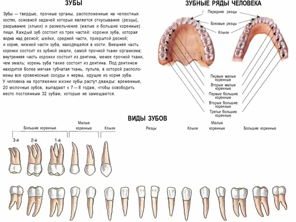 Корень зуба клык. Форма коренных зубов у человека. Корни коренных зубов верхней челюсти. Глазной зуб.