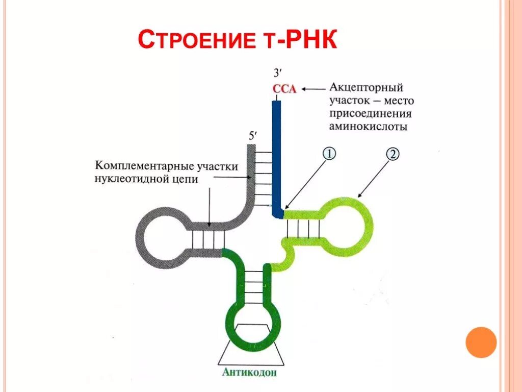 Строение вторичной структуры ТРНК. Вторичная структура транспортной РНК. Транспортная РНК биохимия. Структура ТРНК биохимия.