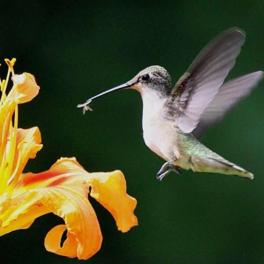 Колибри опыляют растения. Охристый Колибри самка. Колибри опыляет цветы. Опыление Колибри. Опылитель синяя птица