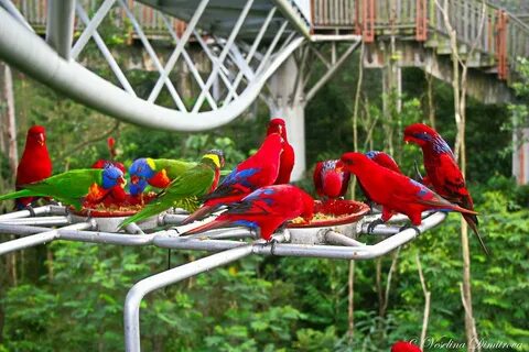 Park bird are you
