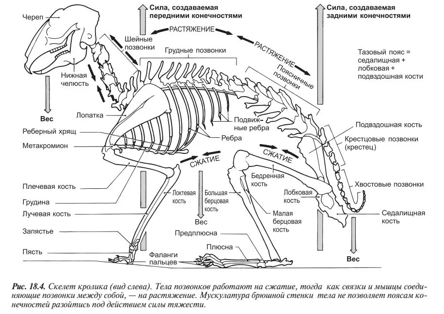 Запишите выводы особенностях скелета млекопитающих сделайте рисунки. Строение скелета млекопитающих кролика. Строение скелета позвоночника млекопитающих. Анатомия кролика скелет. Рис 152 скелет кролика.