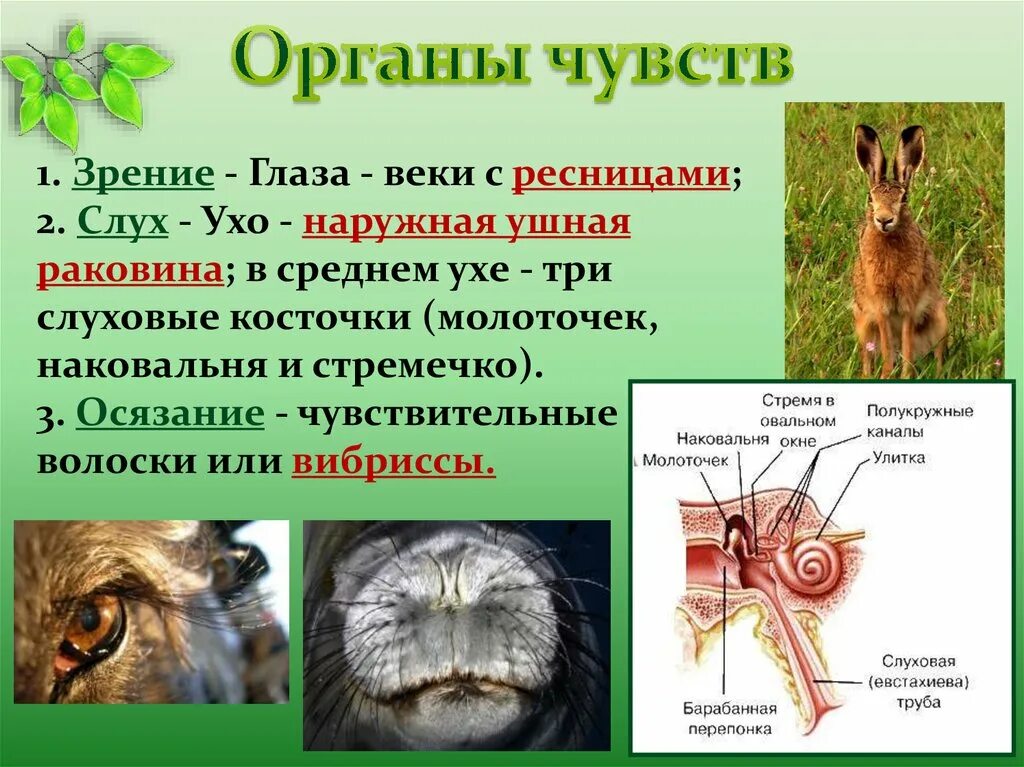 Органы млекопитающих. Органы чувств система млекопитающих. Млекопитающие животные органы чувств. Органы осязания млекопитающих.