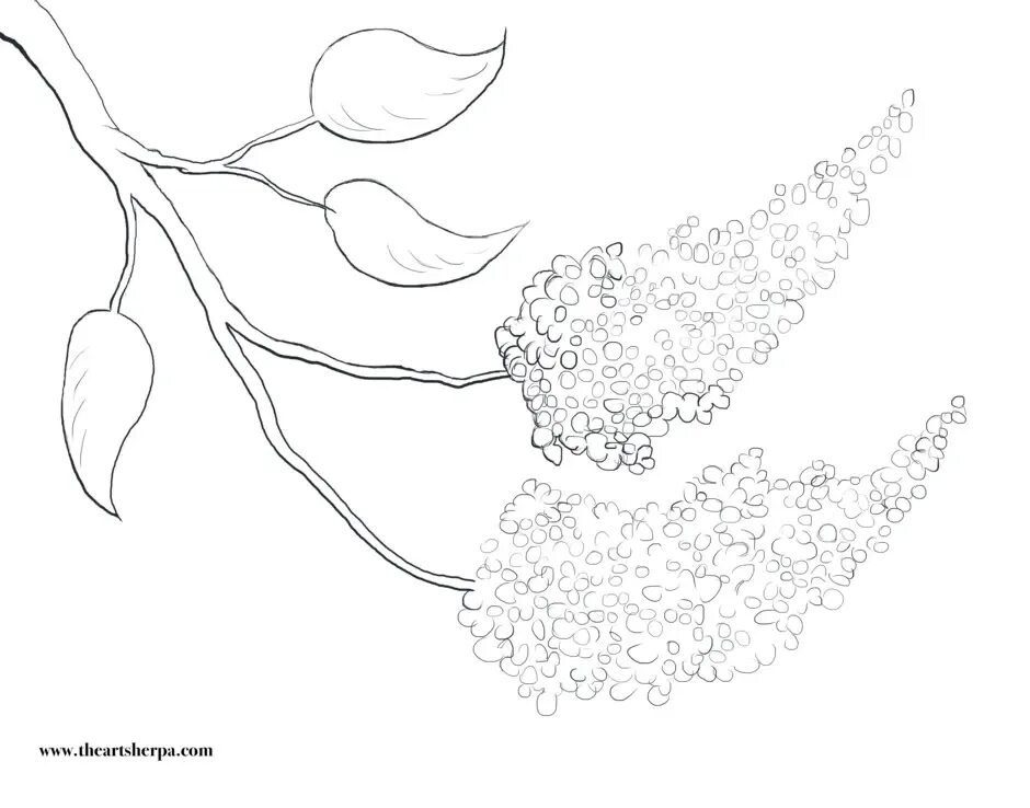 Как нарисовать черемуху легко. Как нарисовать черемуху легко. Лесные ягоды раскраска. Рисование веточка черемухи. Ветка черемухи раскраска.